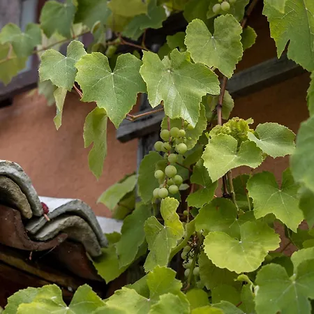 La Casa Di Anna - Digital Detox *